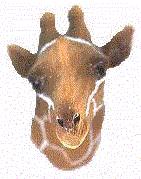 Giraffe Neckerchief Slide (Woggle)